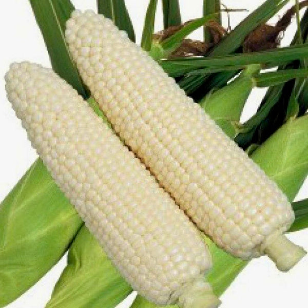 Hokkaido White Corn