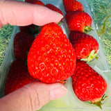 Air-flown Japan Fukuoka Reddia strawberries