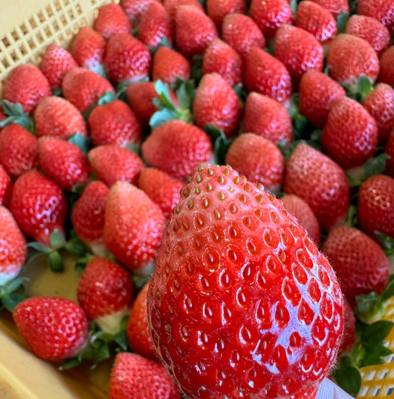 Japan Air-flown Kumamoto Strawberries