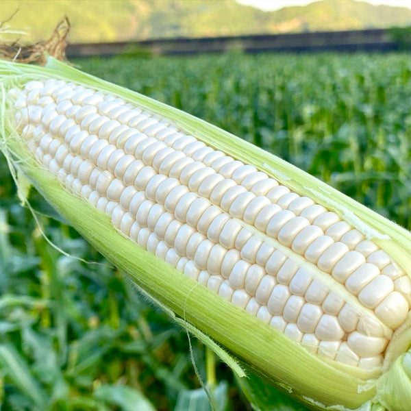 Hokkaido White Corn