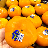 Australia Persimmons