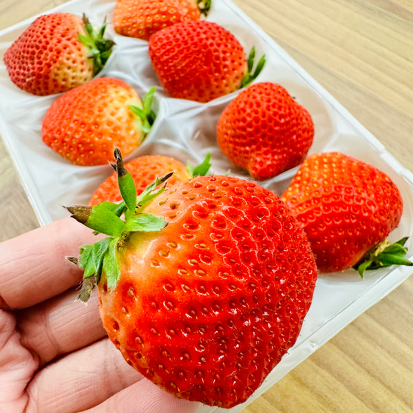 Japan Fukuoka Amaou Strawberries