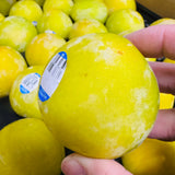 Green 'Dino Egg' Plumcot