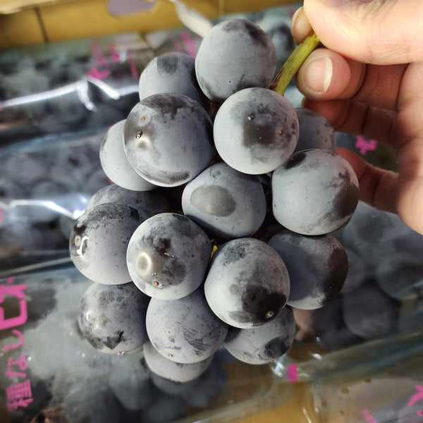 Air-flown Japan Yamanashi Pione Grapes 300g