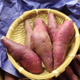 Japan air-flown Sweet Potatoes