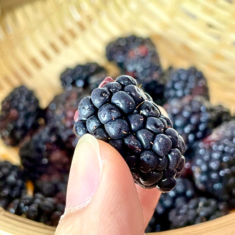 Driscoll's Blackberries