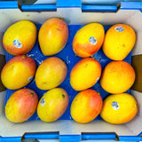 Australia Calyso Mango