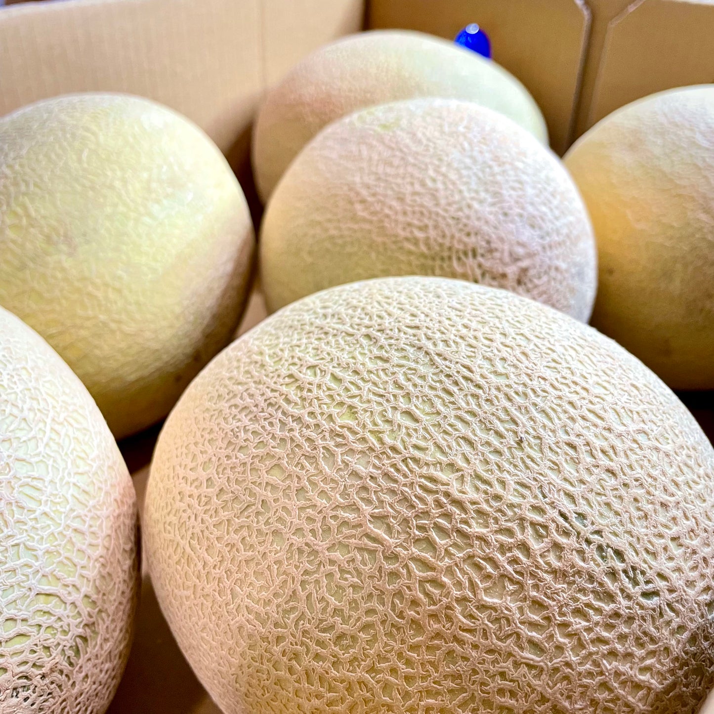 Aus Rock Melon