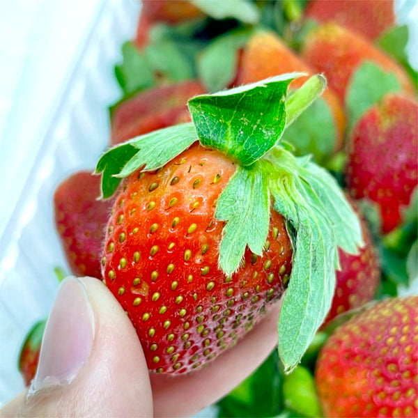 Egypt Strawberries