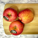 Air-flown Japan Tsugara Aomori Apple (Large)