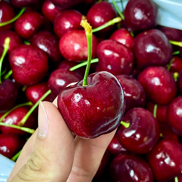 Australia Tasmania Cherries