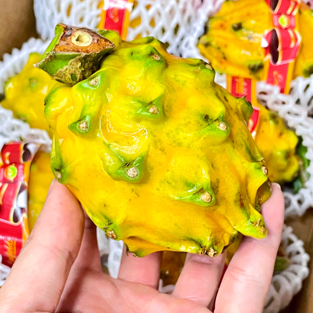 Yellow Dragonfruit
