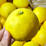 Japan air-flown Miyasaki Hyuganatsu gift box