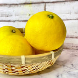 Japan air-flown Miyasaki Hyuganatsu gift box