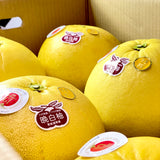 Japan Air-flown Jumbo Kumamoto Pomelo