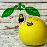 Japan Air-flown Jumbo Kumamoto Pomelo