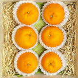 Japan Ponkans (Wooden Gift Box) 6pcs