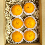 Japan Ponkans (CNY Gift Box) 6pcs